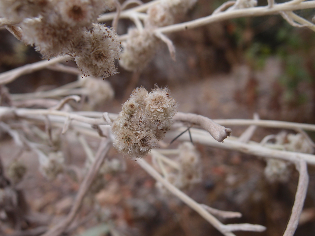 2018-01-16 12 Uhr - Im Shivapuri Nagarjun National Park (Nagi Gumba) (Foto) 